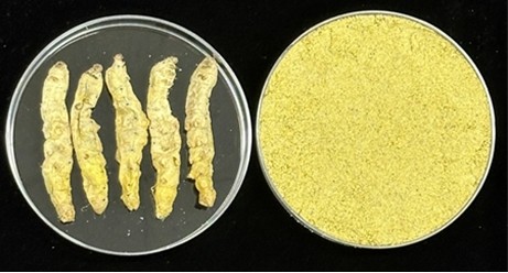단백질 고함량 ‘홍잠’, 체중 증가 17% 줄였다…비만 개선 효과 확인